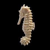 hippocampe d ivoire 10-2016 3033_1000